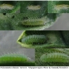 pol damone larva1 volg